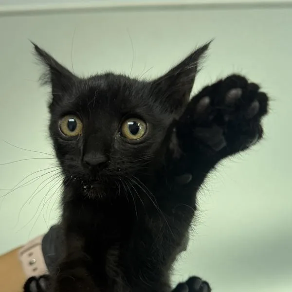 A baby small-sized male Domestic Short Hair cat named Bat for adoption in San Diego, CA
