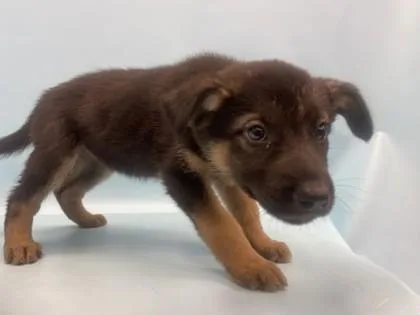A baby large-sized female German Shepherd Dog dog named Snoot for adoption in Golden Valley, MN
