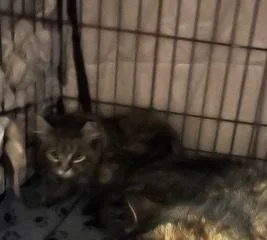 A baby small-sized female Brown / Chocolate Domestic Medium Hair cat named Punch Englewood for adoption in Oradell, NJ