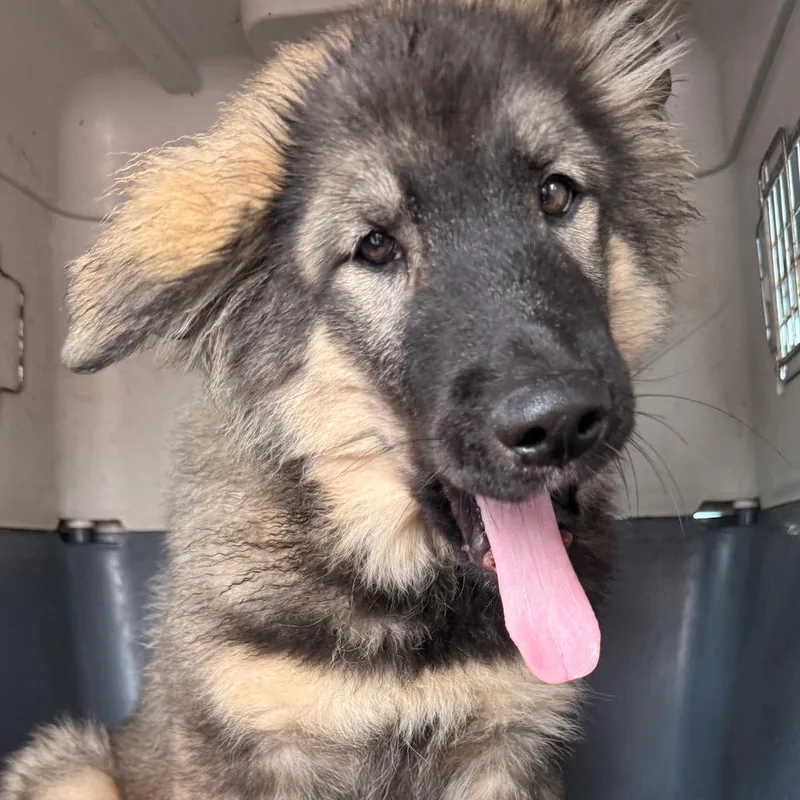 A baby large-sized male Yellow / Tan / Blond / Fawn German Shepherd Dog dog named Briggs for adoption in Union City, PA