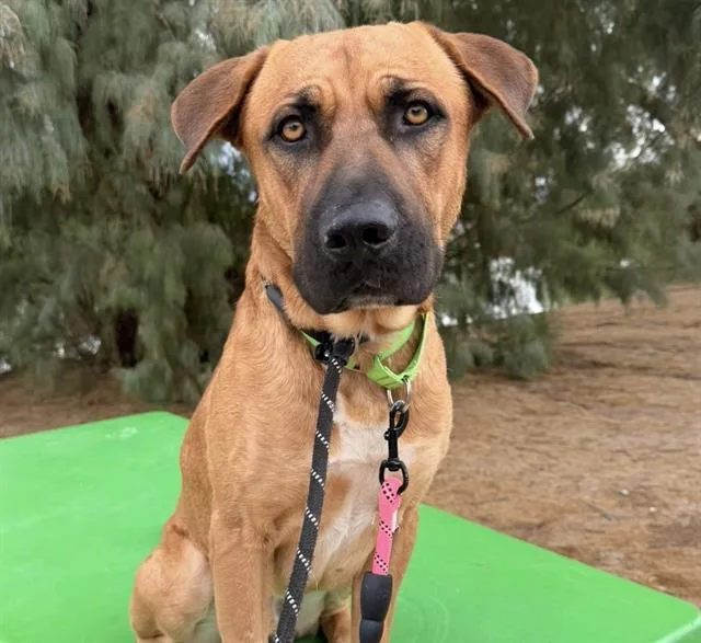 A young large-sized male Black and Tan Coonhound dog named Dodger for adoption in Tucson, AZ
