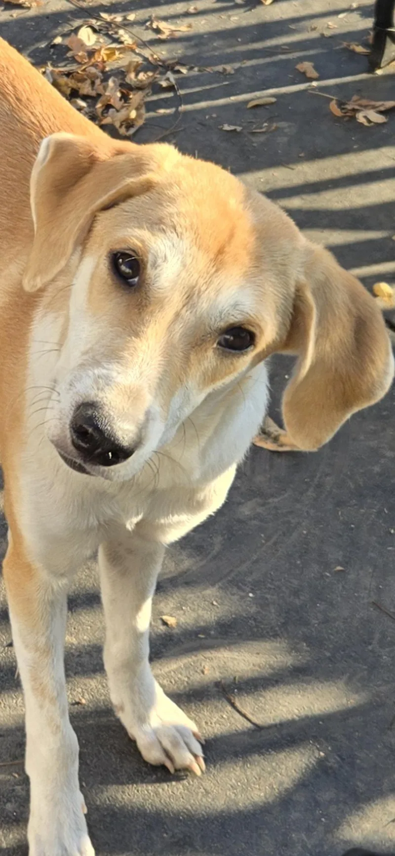 A young medium-sized female Retriever dog named Pandora for adoption in New York, NY