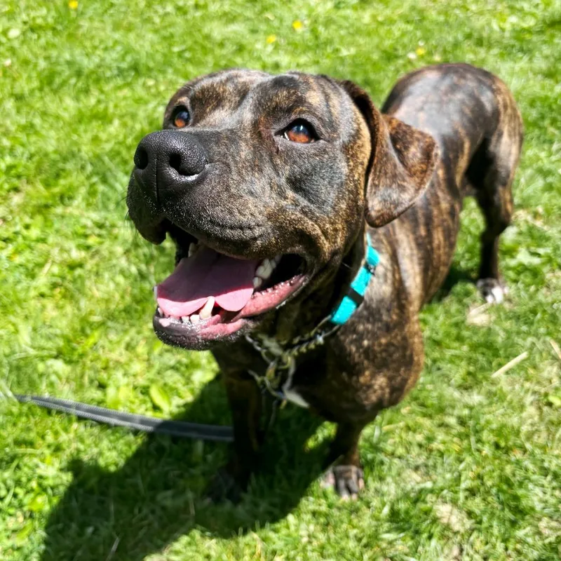 An adult medium-sized female Mixed Breed dog named Rose for adoption in Olean, NY