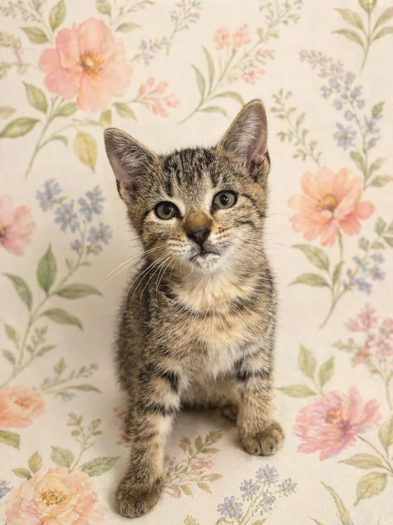A baby small-sized female Domestic Short Hair cat named Andi for adoption in Corpus Christi, TX