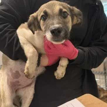 An adult small-sized male Brown / Chocolate Shepherd dog named Patches for adoption in Horn Lake, MS