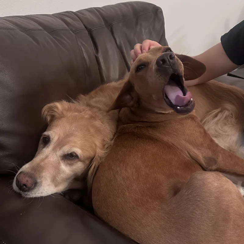 Coco thumbnail 3