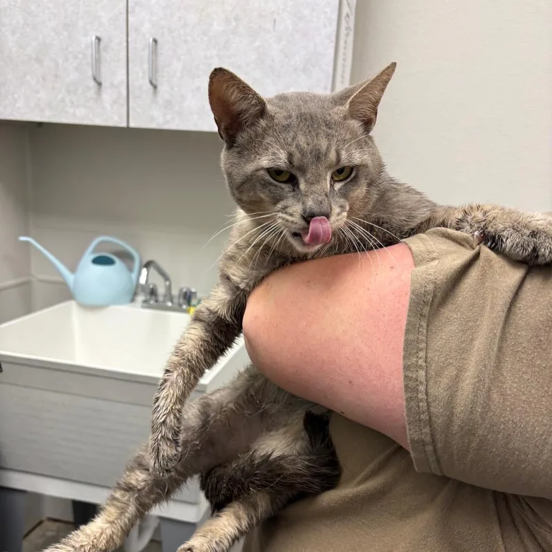 An adult medium-sized male Gray / Blue / Silver Domestic Short Hair cat named Otto for adoption in Columbiana, AL