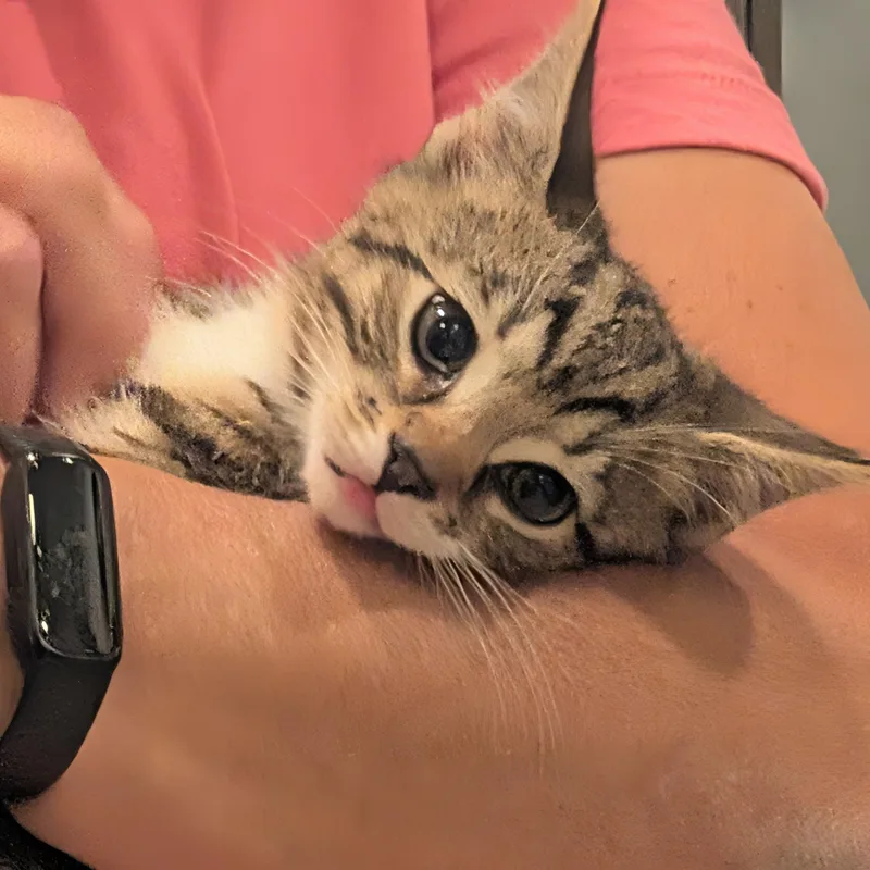 A baby small-sized male Tabby (Gray / Blue / Silver) Domestic Short Hair cat named Small Fry for adoption in Ridgewood, NY