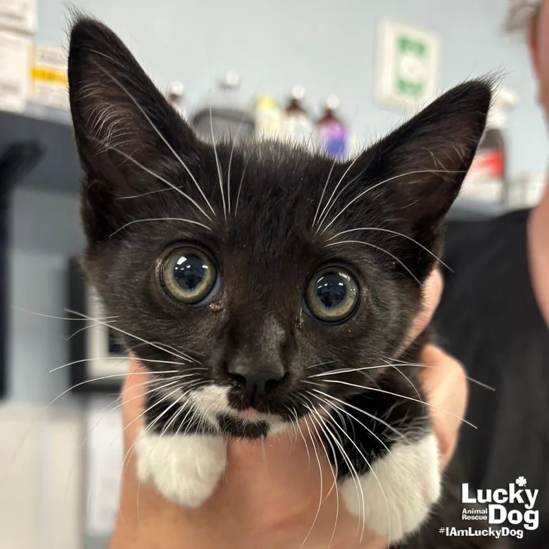 A baby medium-sized female Domestic Short Hair cat named Zippy for adoption in Washington, DC
