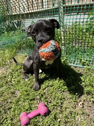 An adult large-sized male Black Pit Bull Terrier dog named Kieran for adoption in Kansas City, MO