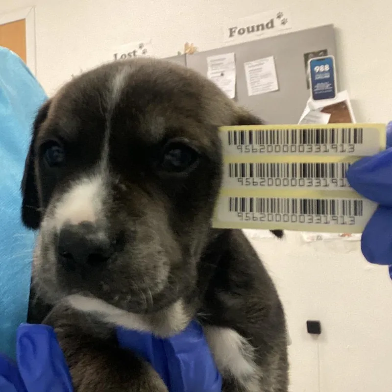 A baby small-sized male Brown / Chocolate Mixed Breed dog named Wesley Evers for adoption in Charleston, WV