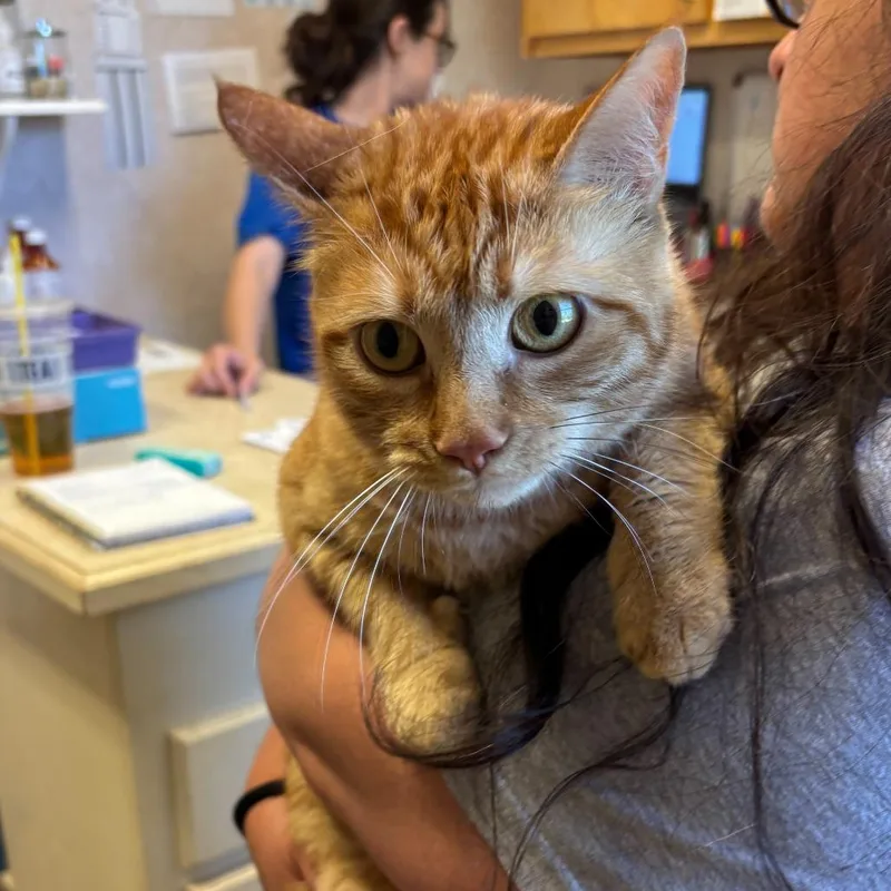 An adult large-sized female Orange / Red Domestic Short Hair cat named Maddie for adoption in Carencro, LA