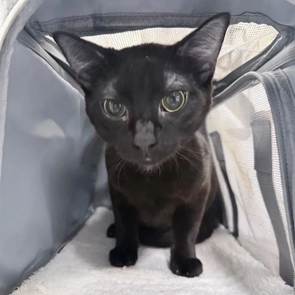 A young medium-sized male Black Domestic Short Hair cat named Cody for adoption in New York, NY
