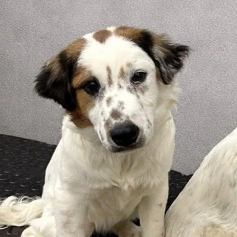 A baby medium-sized female Spaniel dog named Elphaba for adoption in Hartland, WI