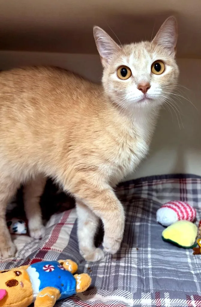 A young medium-sized female Domestic Short Hair cat named Susie May for adoption in Bloomington, IN