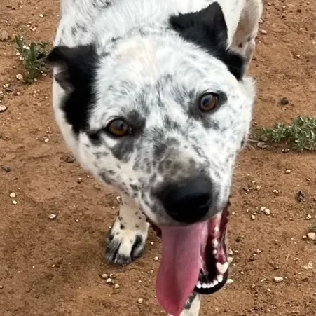 An adult medium-sized male Australian Cattle Dog / Blue Heeler dog named Festus for adoption in Canyon, TX