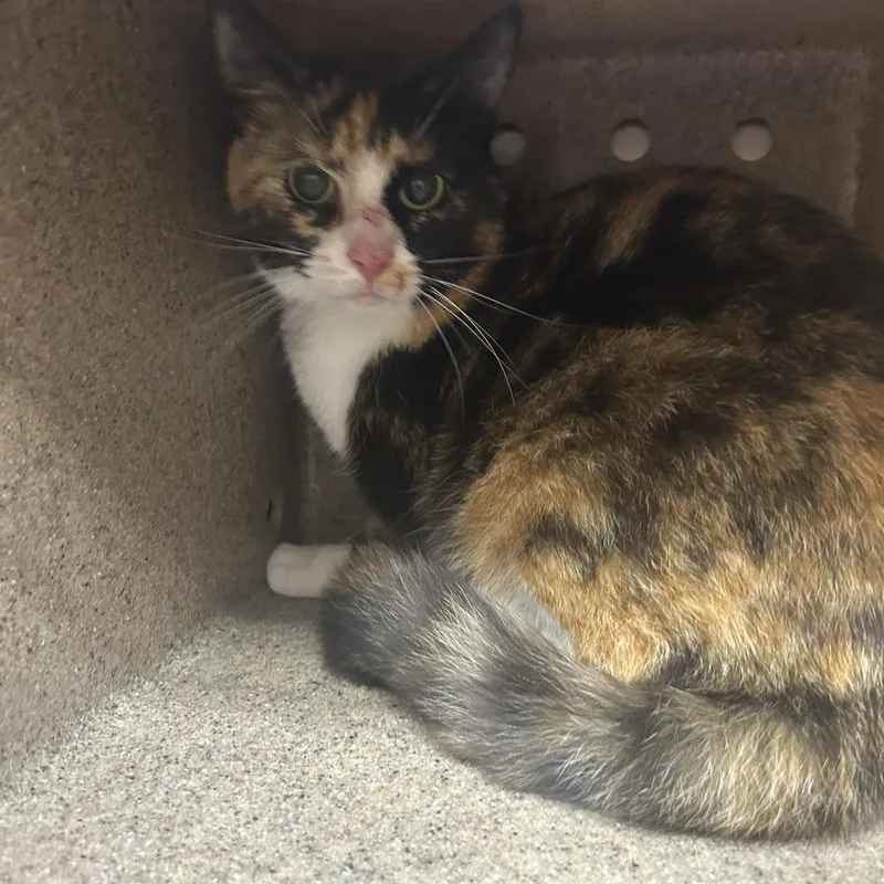 A young small-sized female Calico Domestic Short Hair cat named Elodie for adoption in Yanceyville, NC
