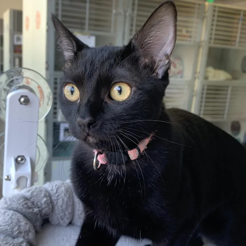 A young medium-sized female Domestic Short Hair cat named Panterita for adoption in Redwood City, CA