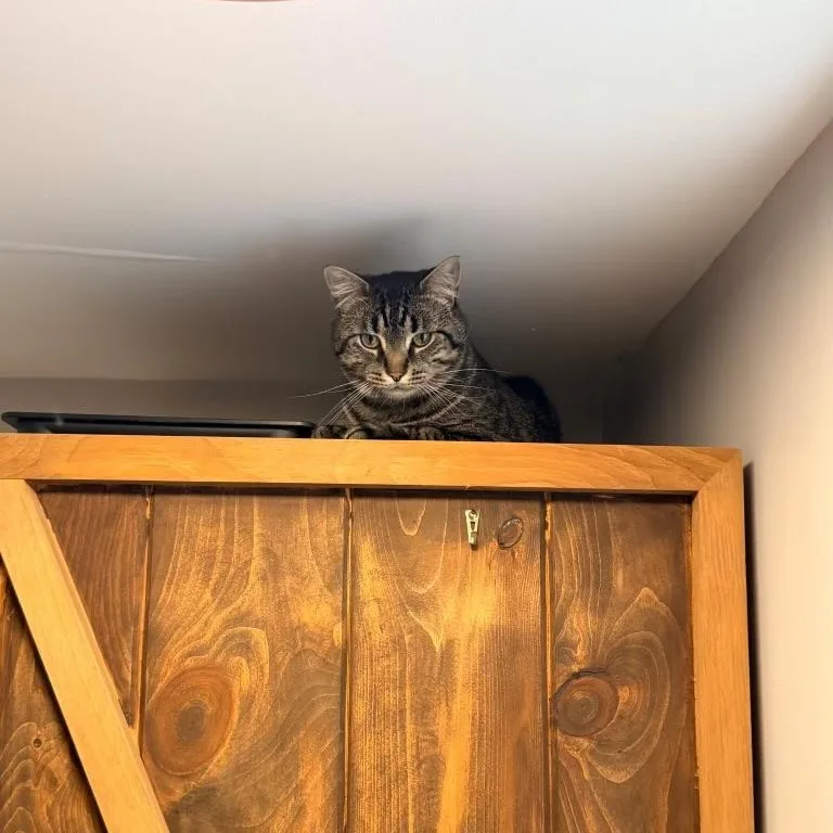 A young medium-sized male Tabby (Brown / Chocolate) Domestic Short Hair cat named Tommy for adoption in Bourne, MA