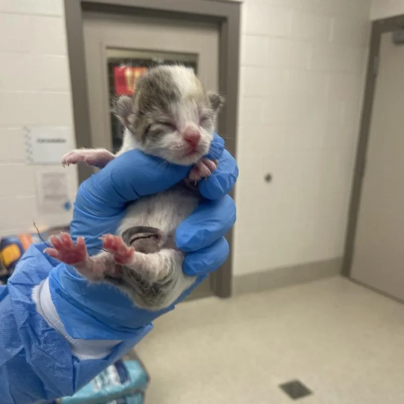 A baby small-sized female Gray / Blue / Silver Domestic Short Hair cat named Sapphire for adoption in South Haven, MI