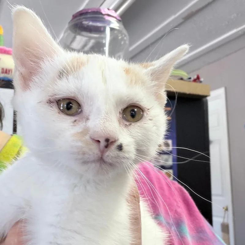 A baby small-sized female Calico Domestic Short Hair cat named Saoirse for adoption in Russellville, KY