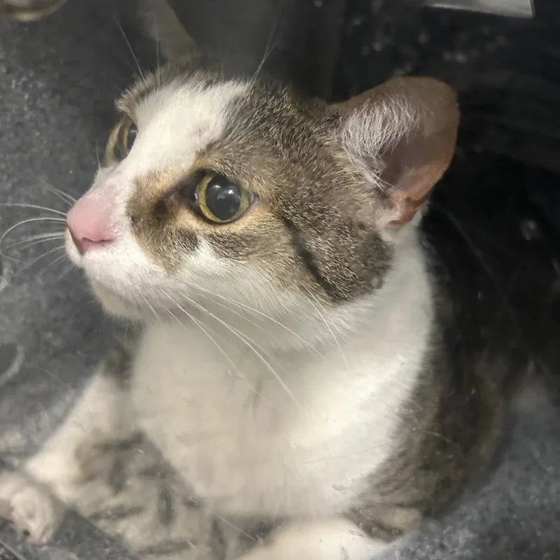 A young large-sized male Brown / Chocolate Domestic Short Hair cat named Croissant for adoption in Greensboro, NC