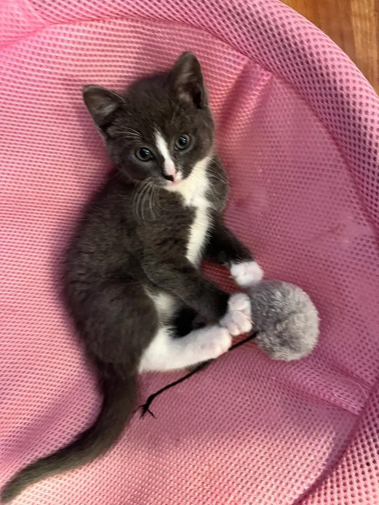 A baby small-sized female Domestic Medium Hair cat named Colette for adoption in Meriden, CT