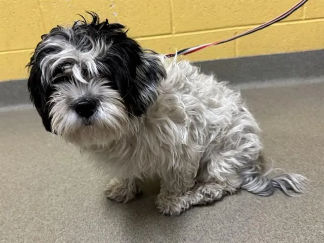 A young small-sized female Shih Tzu dog named Panda for adoption in Colorado Springs, CO