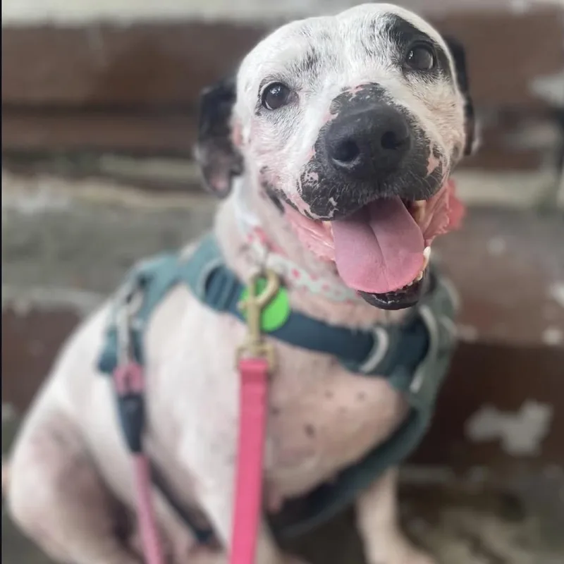 An adult medium-sized female White / Cream Terrier dog named Lisa for adoption in New Orleans, LA