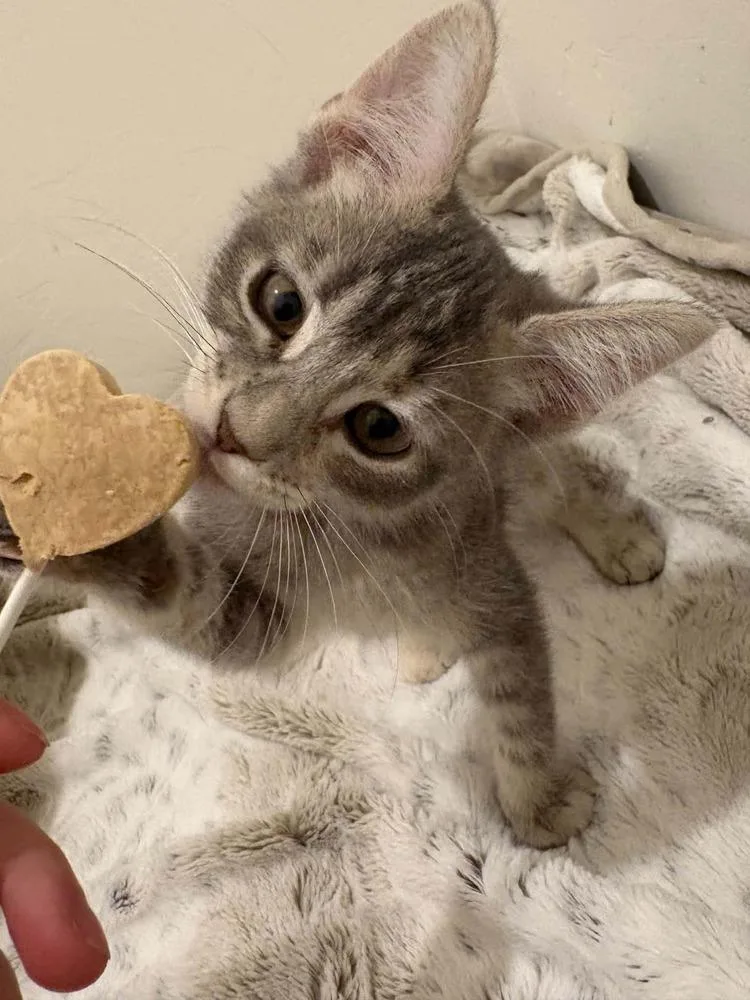A baby small-sized female Domestic Short Hair cat named Meta for adoption in tucson, AZ
