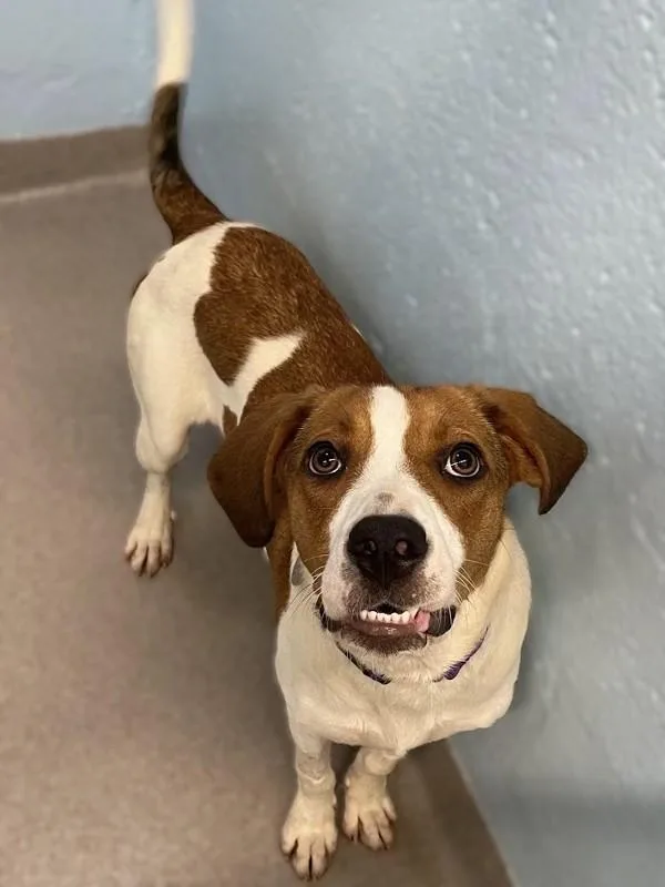 A young medium-sized female Coonhound dog named Lucy for adoption in Roanoke, VA