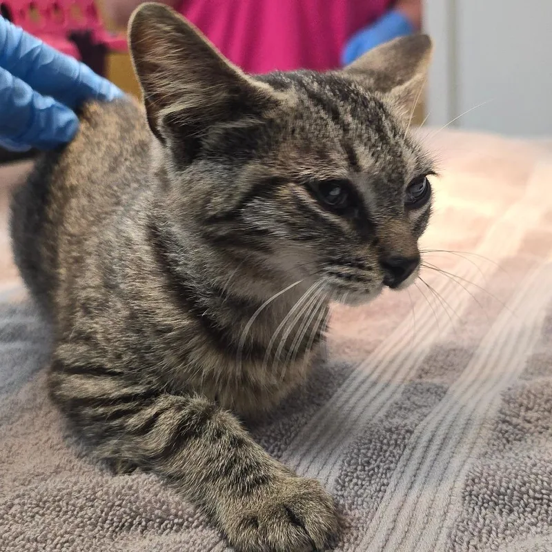 A baby small-sized female Domestic Short Hair cat named BooBerry for adoption in Milan, IL