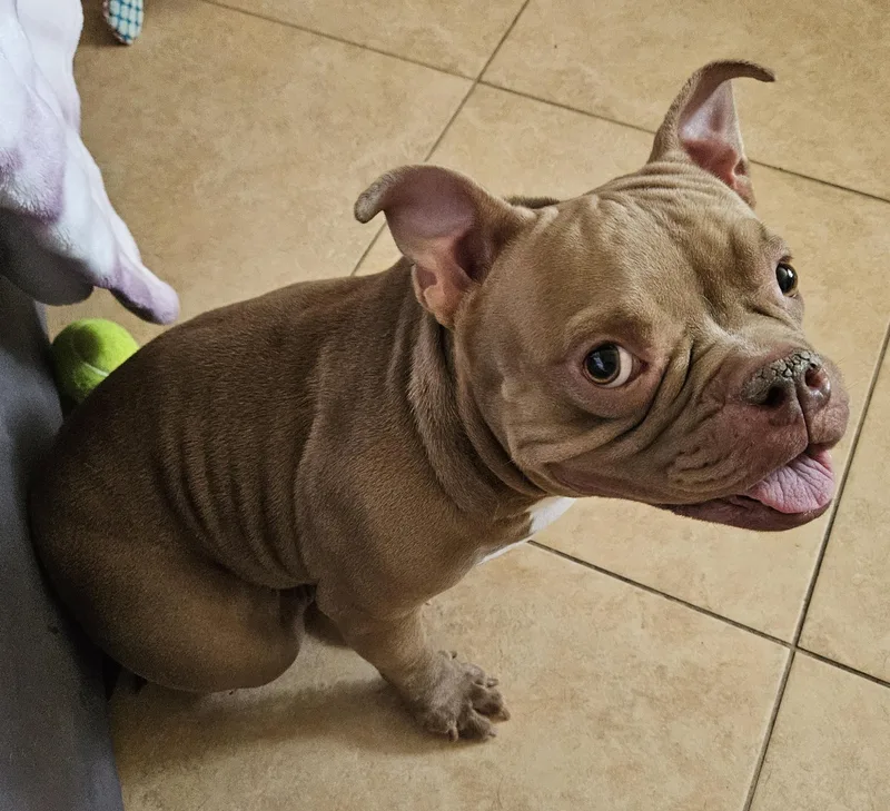 An adult medium-sized female Brown / Chocolate American Bully dog named Helga for adoption in Cape Coral, FL