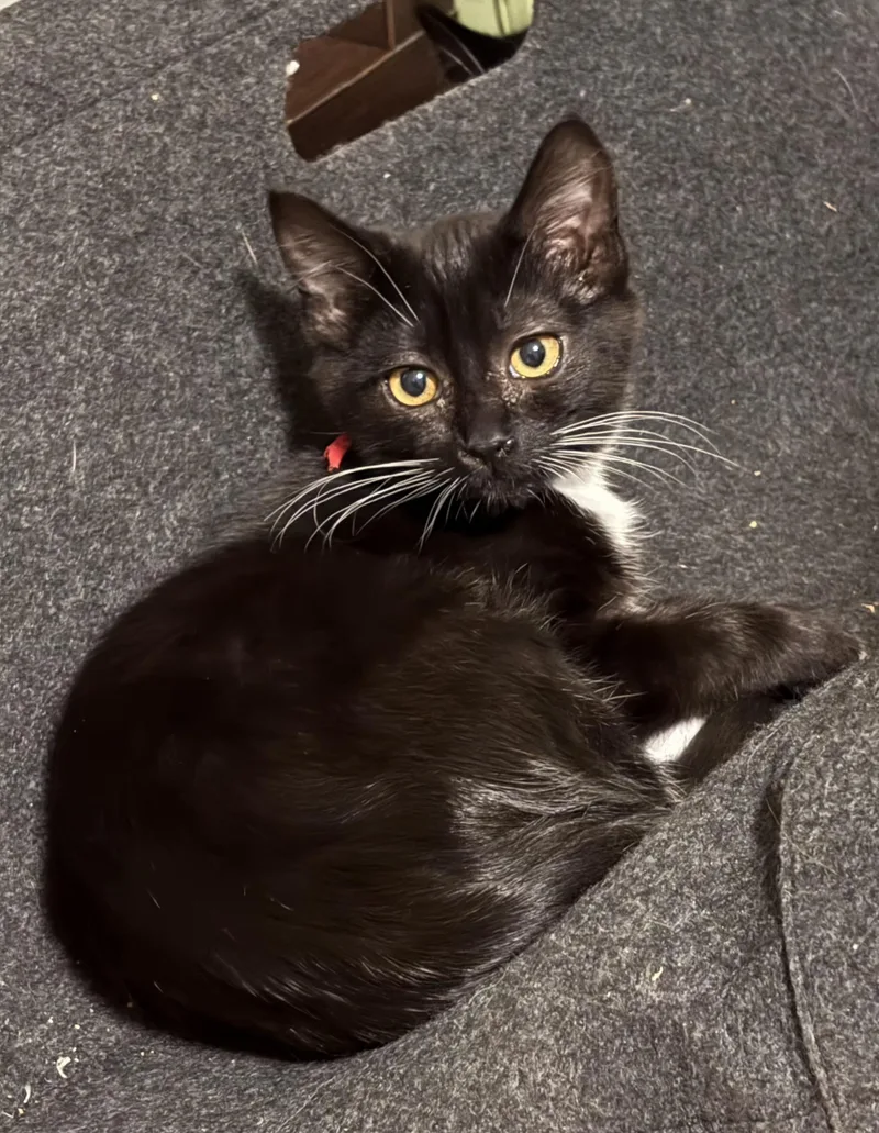 A baby medium-sized female Black & White / Tuxedo Domestic Short Hair cat named Twin for adoption in Springfield, OR