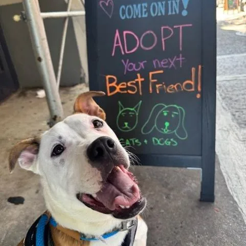 An adult medium-sized male White / Cream American Staffordshire Terrier dog named Axl for adoption in Branford, CT