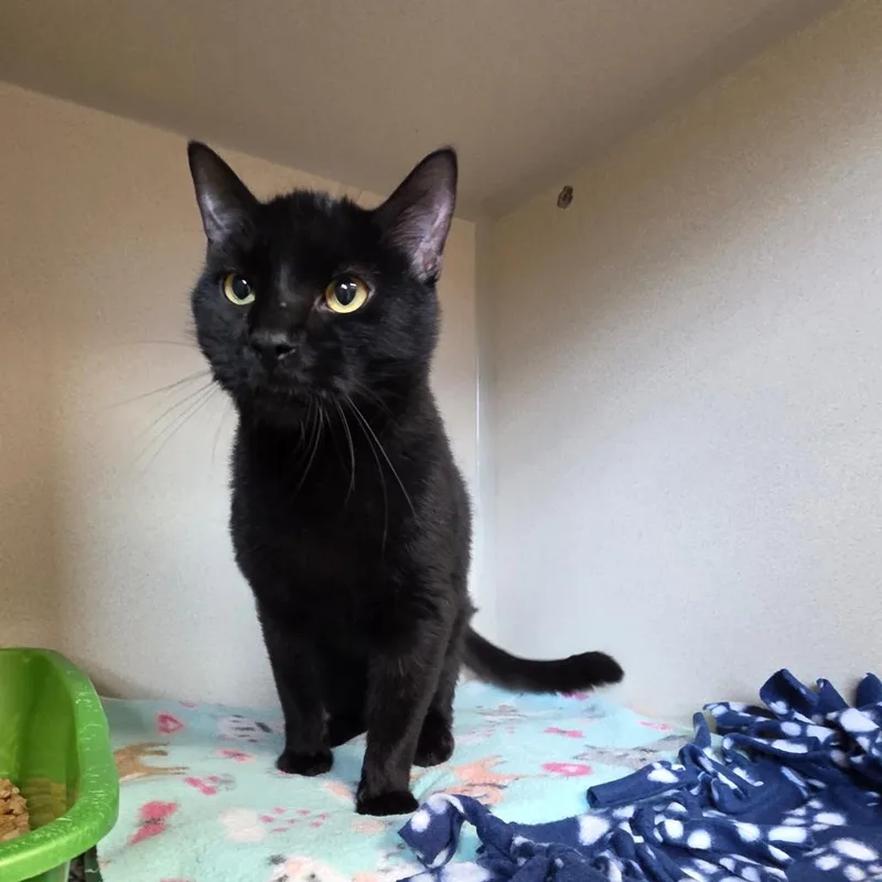 A young medium-sized male Black Domestic Short Hair cat named Stuart for adoption in Great Falls, MT