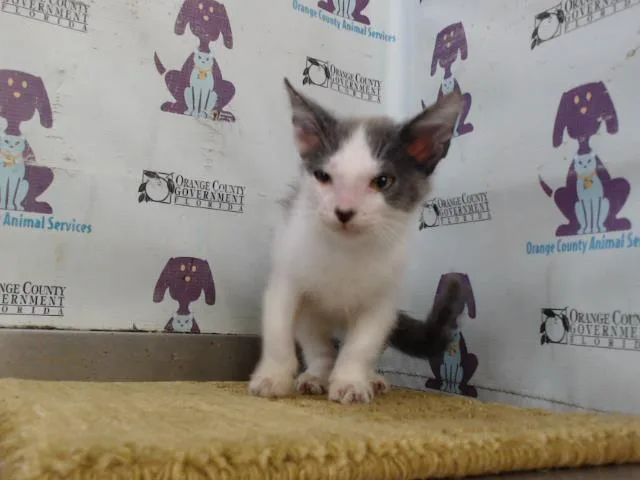 A baby small-sized female Domestic Short Hair cat named A for adoption in Orlando, FL