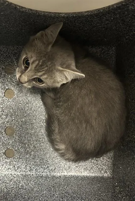 A baby small-sized male Domestic Short Hair cat named Mister for adoption in Olathe, KS