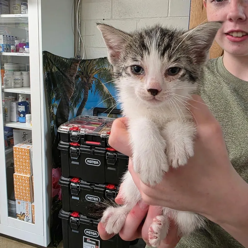 A baby small-sized male Brown / Chocolate Domestic Short Hair cat named Owl for adoption in Eureka Springs, AR