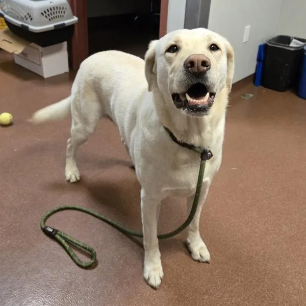 An adult large-sized female Labrador Retriever dog named Momo for adoption in Dublin, CA