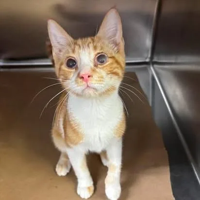 A baby small-sized male White Domestic Short Hair cat named Banana Pudding for adoption in Washington, DC