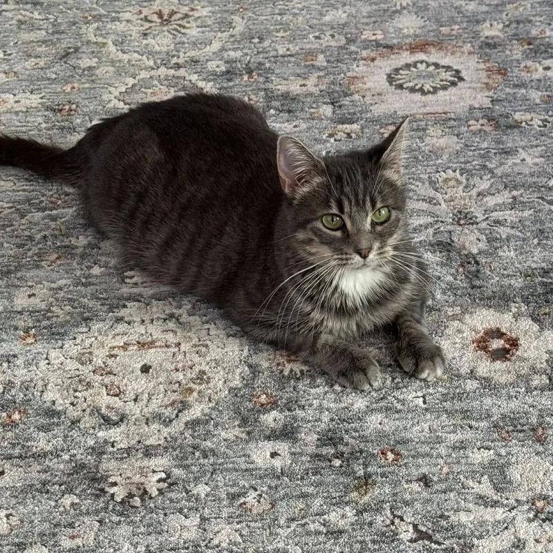 An adult large-sized female Domestic Short Hair cat named Kiara for adoption in Gainesville, FL