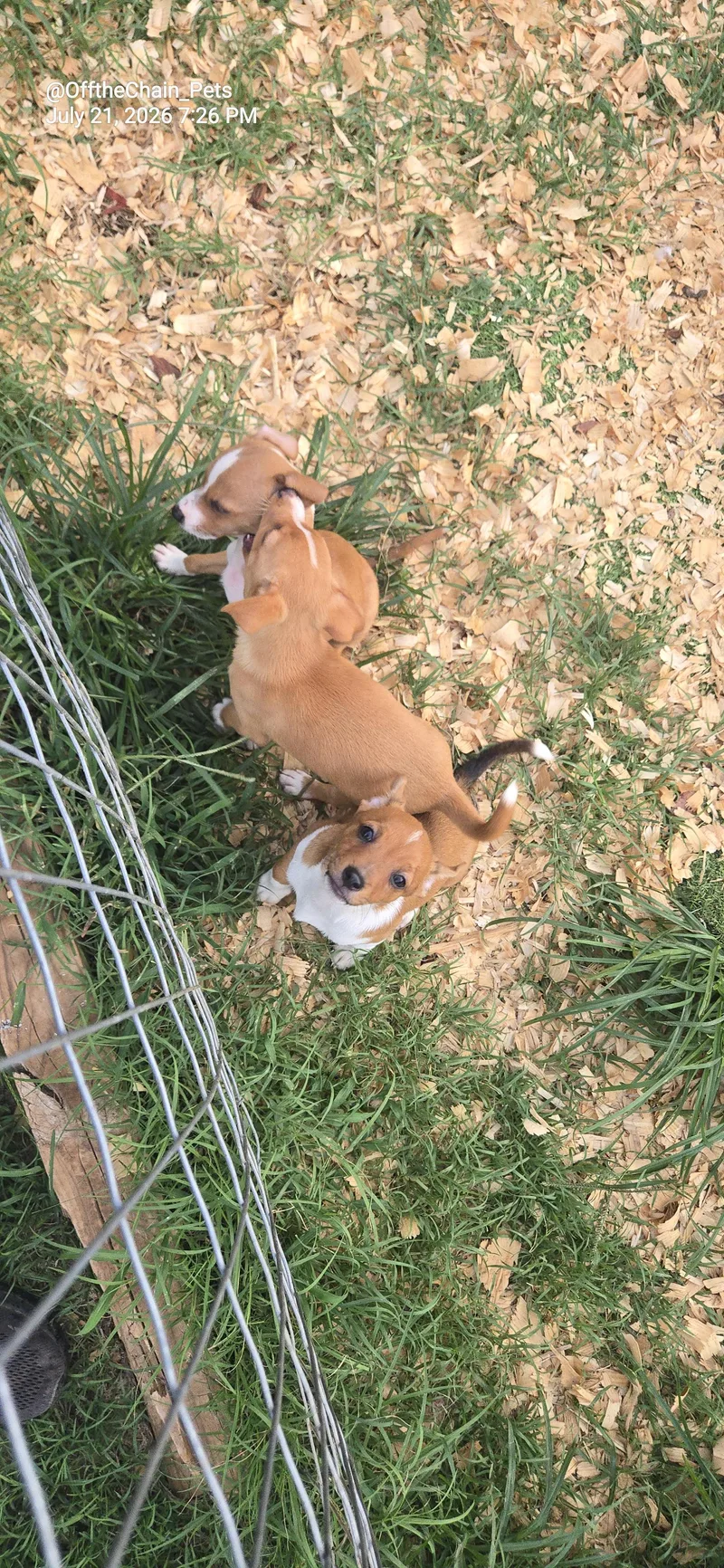 A baby small-sized male Miniature Pinscher dog named Barry for adoption in Toney, AL