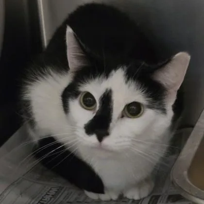 An adult medium-sized female Black & White / Tuxedo Domestic Short Hair cat named Daisy for adoption in Philadelphia, PA