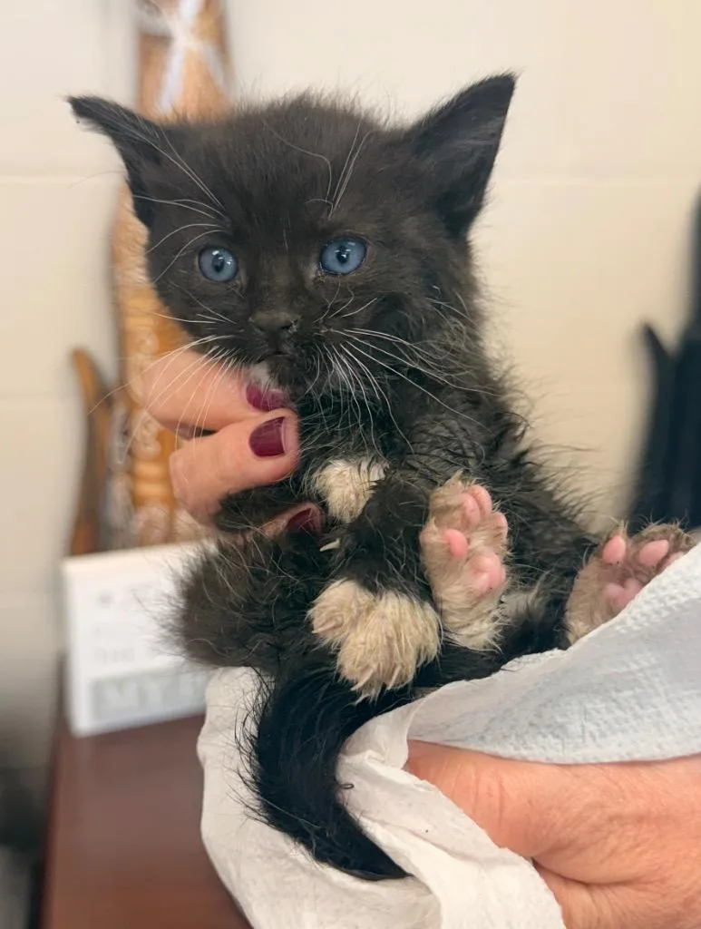 A baby small-sized female Domestic Short Hair cat named Coraline for adoption in Defiance, OH