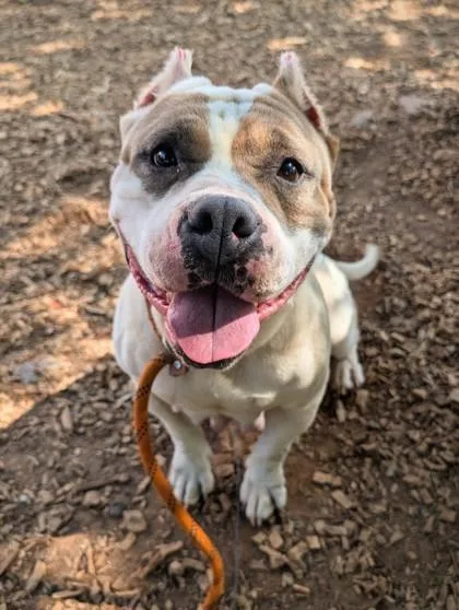 An adult large-sized female Mixed Breed dog named Michiko for adoption in Chamblee, GA