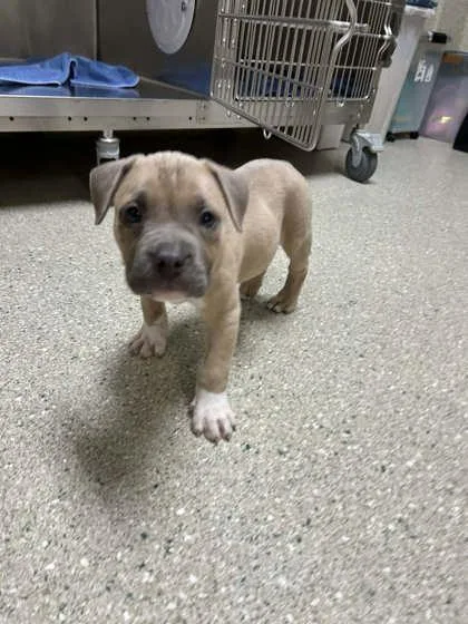 A baby large-sized male Mixed Breed dog named Heavy Dee for adoption in Memphis, TN