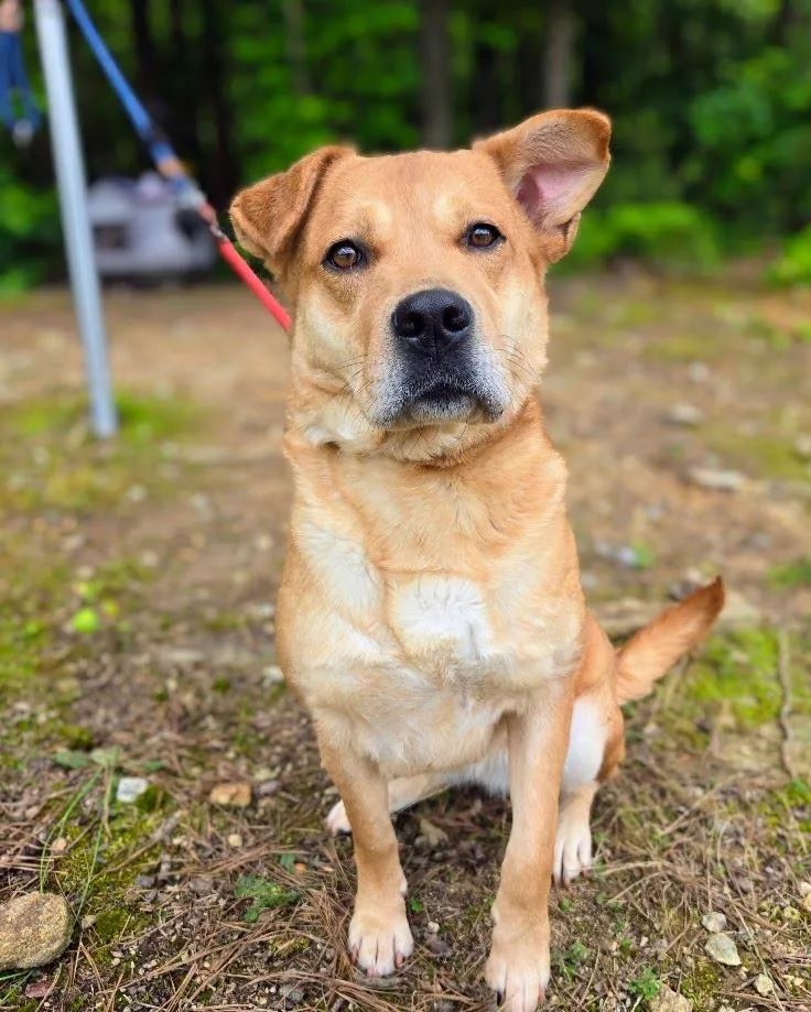 An adult medium-sized female Mixed Breed dog named Pillsbury for adoption in Douglasville, GA