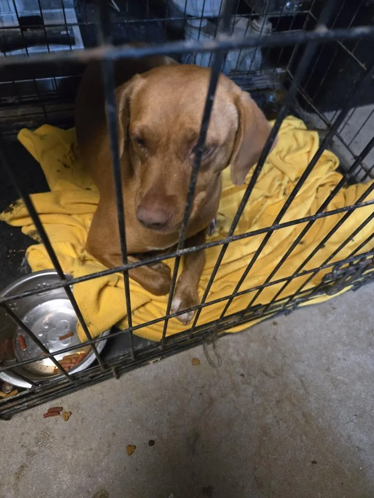 An adult medium-sized female Mixed Breed dog named Tammy for adoption in Princeton, IN