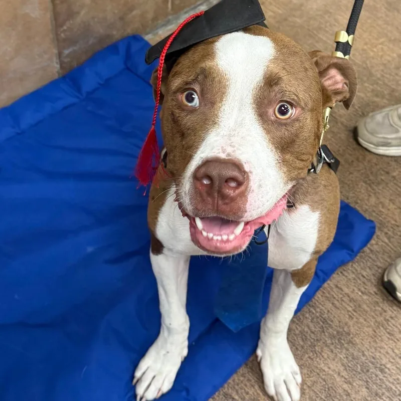 An adult large-sized male Brown / Chocolate Mixed Breed dog named Scout for adoption in Indianapolis, IN